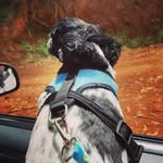 Bob - @bob.avil.a - Instagram