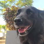 Bob, Pretinha, e Flora Ávila - @_pretinhaavila - Instagram