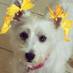 Lily Bob Bainbridge - @the_baba_one - Instagram