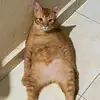 BobBak - @yamaegabby - TikTok
