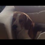 @bobbales - Instagram
