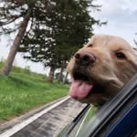 Ricky Bobby - @ricky.bob.bales - Instagram