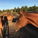 Bob & baloo - @sugarbaby_and_bob - Instagram