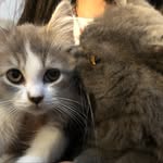 bobba and bubble - @bobbanbubble - Instagram