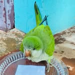 Bobban_ Monk Parakeet - @bobban_the_monkparakeet - Instagram