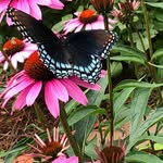 Bob Bardin - @bobbardin - Instagram