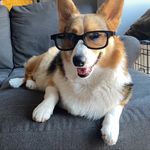 Bob Barker the Corgi - @bob_barker__ - Instagram