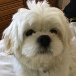 Bob Barker (The Pooch) - @bob_barker_malshi - Instagram