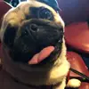 A pug named Beans - @bob.barkers - TikTok