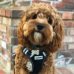 Bob Barker - @bobbarkers_world - Instagram