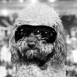 Bob Dylan The Cavapoo - @bobdylan_barks - Instagram
