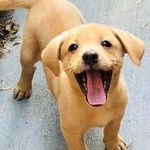 Bob the Dog - @bob.barks - Instagram