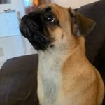 Boba the pug - @boba.barkss - Instagram