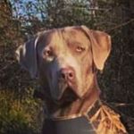 BobBarks - @bobbarks69 - Instagram