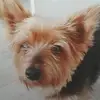 bobby..barks - @bobby..barks - TikTok