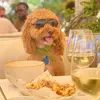 bobdylan_barks - @bobdylan_barks - TikTok