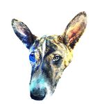 Diesel The Basenji - @bob_barkster - Instagram