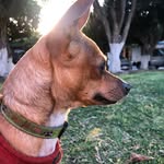 Bob barnart - @bob_peque_barnart - Instagram