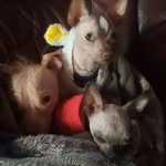 Leon, Ari and Loki - @bobbarnabus - Instagram