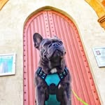 Barnaby Bob The Blue Frenchie🐾 - @barnabybob - Instagram