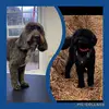 Bobby & Barnaby - @bobbyandbarnabys - TikTok