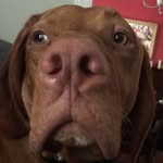 Bob Barnett - @bob_the_vizsla - Instagram