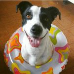 Bob - @bob_barraco - Instagram