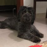 bob - @bob.barreto - Instagram
