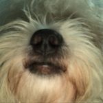 bob - @bob_paulo_barreto - Instagram