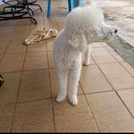 Bob Marley Barreto - @bobmarley_barreto - Instagram
