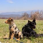 Bob & Basil - @bob.and.basil - Instagram
