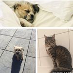 🇬🇧Bob, Basil and Peggy🇬🇧 - @bob.basil_peggy - Instagram