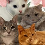 Bob Scratchit + Bodie + Basil + Betty Jo - @bodie_bob_basil_betty - Instagram