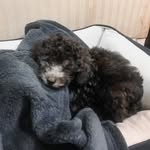 BOBBA SILVER POODLE 🐾 - @bobba_silverpoodle - Instagram