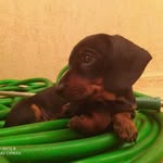 Bob - @_bob_basset_ - Instagram