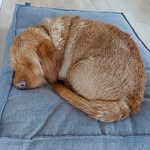 Skipper the Dog - @bob_bassethund - Instagram