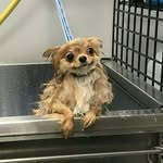 Bob - @bob_bat - Instagram