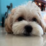 BobbaSin - @bobbathepearl - Instagram