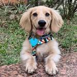 Roberto Batata - @bobbatata_dachs - Instagram
