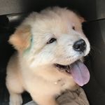 Bobba - Bonna The Chow-Chow - @bobba_the_chow - Instagram