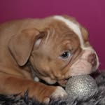 Bobba - @bobba_the_bulldog - Instagram