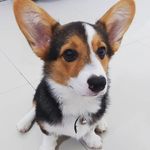 Bobba - @bobba_the_corgi - Instagram