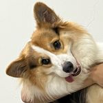 Bobba The Corgi - @bobbathecorgi_ - Instagram