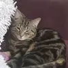 Bobba the kitten - @bobbathekitten - TikTok