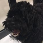 Bobba The Poodle - @bobba_the_doggo - Instagram
