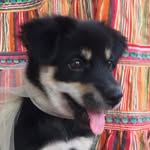 Bobba Yes I’m - @bobba.thepuppy - Instagram