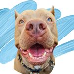 I am Bobba - @bobbathepit - Instagram