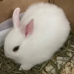 Little Bobba 🐰 - @_bobbathebunny_ - Instagram