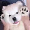 Samoyed Doggy 🐾 - @bobbathesamoyed - TikTok