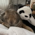 Bob & Beau - @bob_beau_the_flemish_giants - Instagram